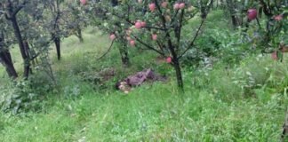 जम्मू-कश्मीर के कुलगाम में ऑपरेशन गुड्डर जारी, लश्कर का आतंकी ढेर, 3-4 आतंकी जंगलों में छिपे; JCO समेत 2 जवान घायल गुड्डर के घने जंगलों में मुठभेड़